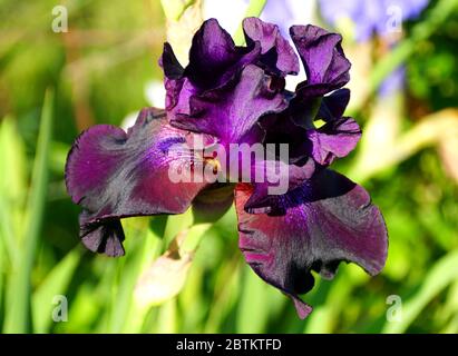 Dark purple bearded iris flower at full bloom Stock Photo
