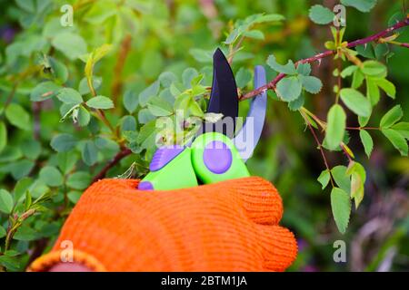 Spring pruning roses in the garden, gardener's hand with secateur Stock Photo