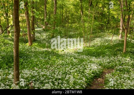 Path through woods carpeted with wild garlic flowers Stock Photo