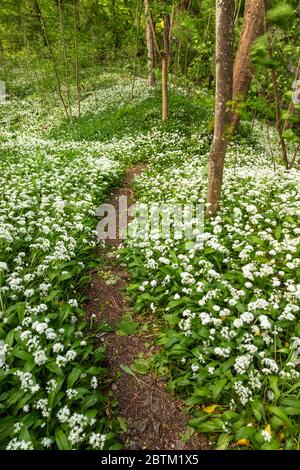 Path through woods carpeted with wild garlic flowers Stock Photo