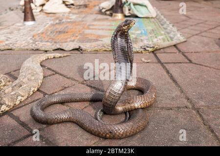 Snake Charmer's Cobra on Jemaa El Fna in Marrakech, Morocco Stock Photo