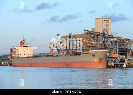 Seine-Maritime, Rouen, France,  mars 2020. Grain loading of wheat on a cargo 82 000 t , by Sénalia, the most important port and food industry grain si Stock Photo