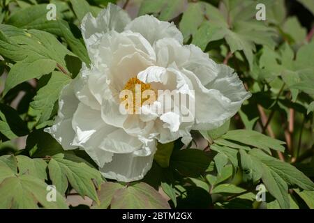 Macro of a white flower of a japanese or tree peony, Paeonia suffruticosa or Strauch Pfingstrose Stock Photo