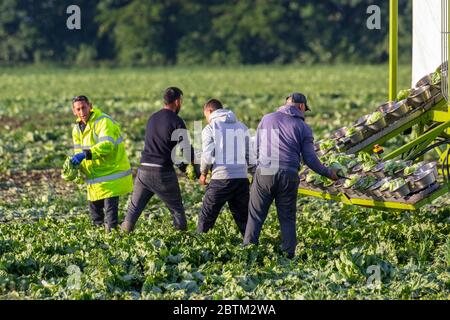 Farm workers harvest cabbage in Tarleton, Lancashire.  Uk Weather  May, 2020. Fine dry weather forecast for the area known as ‘The Salad Bowl of Lancashire.  EU Migrant workers, on an early shift, get to work harvesting spring cabbages which are smaller than summer varieties.  Fresh food staples are in high demand from supermarkets with prices expected to rise after the long dry spell. Stock Photo