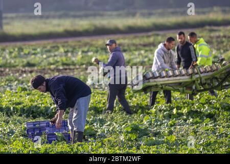 Farm workers harvest cabbage in Tarleton, Lancashire.  Uk Weather  May, 2020. Fine dry weather forecast for the area known as ‘The Salad Bowl of Lancashire.  EU Migrant workers, on an early shift, get to work harvesting spring cabbages which are smaller than summer varieties.  Fresh food staples are in high demand from supermarkets with prices expected to rise after the long dry spell. Stock Photo