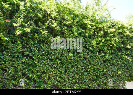 Los Angeles, California, USA 26th May 2020 A general view of atmosphere of Dorothy Lamour's former home at 1375 N.  Doheny Drive on May 26, 2020 in Los Angeles, California, USA. Photo by Barry King/Alamy Stock Photo Stock Photo