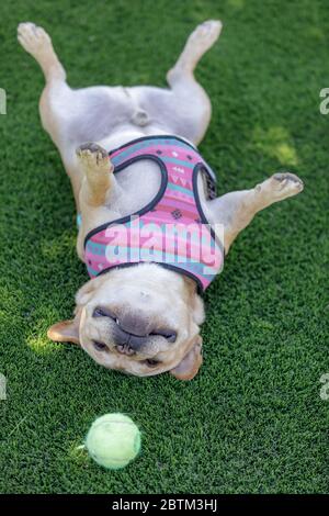 French Bulldog rolling over and goofing off. Stock Photo