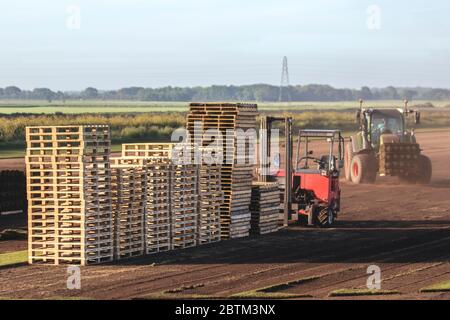 Turf Growers in Tarleton, Lancashire.  Uk Weather 27th May, 2020.  UK Weather; Fine dry dusty conditions for harvesting turf in Tarleton.  In early summer turf harvested has a really short life and is therefore cut to order.  Once it’s been harvested by the turf grower, rolled up and stacked on the pallet there is a limited amount of time to get it into its new position. May has been a dry month with only 24% of the normal rainfall. Credit: MediaWorldImages/AlamyLiveNewsCredit: Stock Photo