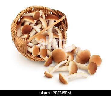 honey fungus mushrooms in a wicker basket isolated on white background with clipping path and full depth of field Stock Photo