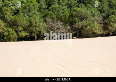 Erosion of trees on the edge of the Dune of Pilat, the tallest sand dune in Europe. La Teste-de-Buch, Arcachon Bay, Aquitaine, France Stock Photo