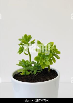 Succulent plant housed in a white pot vase in the office. Stock Photo
