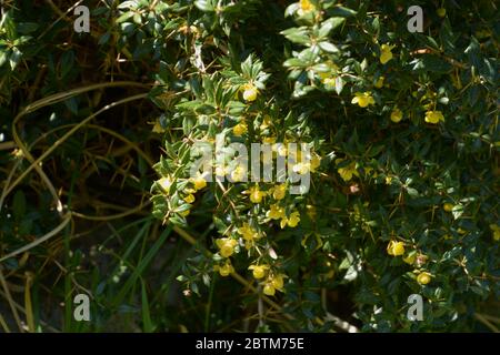 thorny branches of berberis frikartii with bright yellow flowers Stock Photo