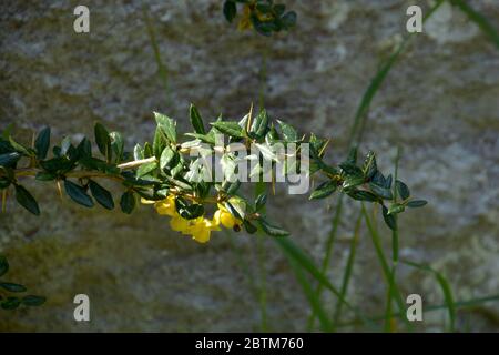 berberis frikartii branch in front of rock wall half-shade location Stock Photo