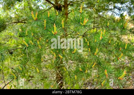 Flowering buds of pine cones and green needles on the branches of a pine tree in the sunlight. Concept of nature background. Stock Photo