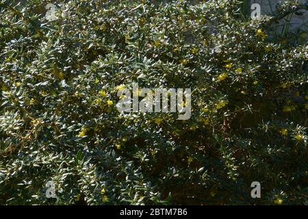 bush barberry frikartii (Berberis x frikartii) in bloom in the may sun Stock Photo