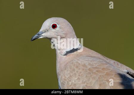 Collared Dove (Streptopelia decaocto), adult close-up, Campania, Italy Stock Photo