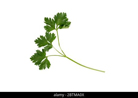sprig of parsley on a white background, isolate Stock Photo