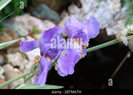 Iris German Emperor (lat. Iris germanica Imperator) Stock Photo