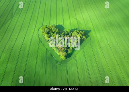 Aerial view of heart-shaped small forest surrounded by wheat field in Poland Stock Photo