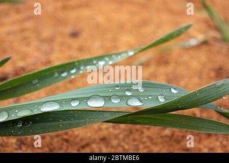 Raindrops on the leaves on the river sand background. Green grass after the rain. Top view. Selective focus. Stock Photo