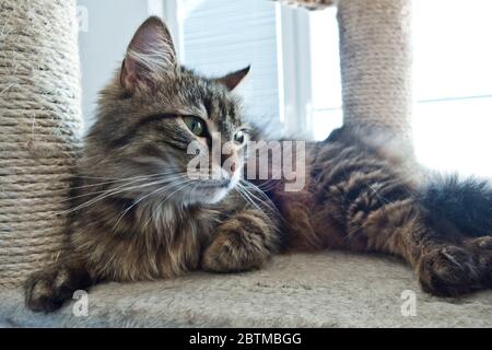 European shorthair cat relaxing Stock Photo