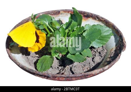 A small bush of blooming spring  yellow pansies in a rusty iron pot. Isolated outdoor object Stock Photo