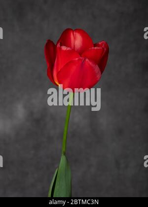 Single Red Tulip Bulb Flower in photography studio portrait setting Stock Photo