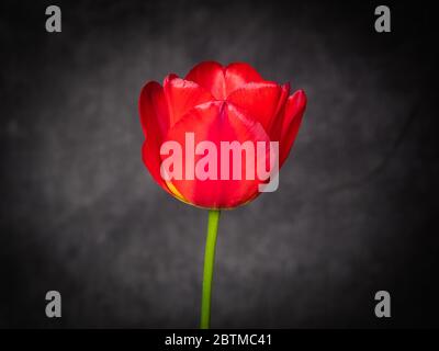 Single Red Tulip Bulb Flower in photography studio portrait setting Stock Photo