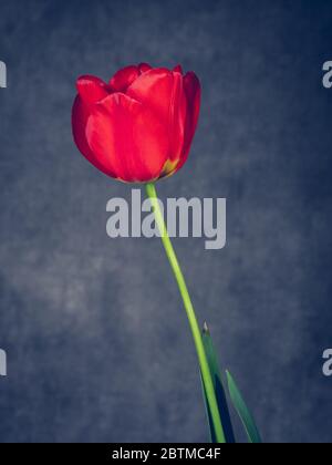Single Red Tulip Bulb Flower in photography studio portrait setting Stock Photo
