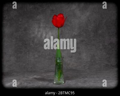 Single Red Tulip Bulb Flower in photography studio portrait setting Stock Photo