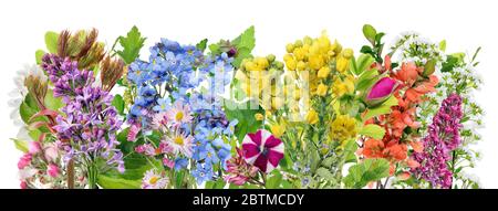 Spring time  leaves and flowers line border macro . Isolated on white studio set Stock Photo