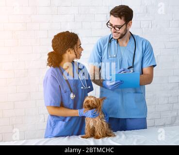 Male vet doctor advising with young nurse about little patient at animal clinic Stock Photo