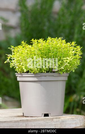 Golden Thyme in a pot Stock Photo