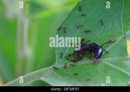close up of small ants around dead large ant on the eggplant leaf Stock Photo