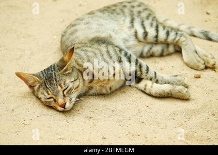 close up of a tried cat laying and sleeping on the land in rajasthan, India Stock Photo