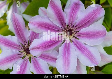 Clematis 'Nelly Moser'. A large showy flower and one of the most popular varieties ever. Rose Cottage Garden. Stock Photo