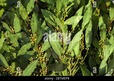 Bay leaves in the open air market Stock Photo