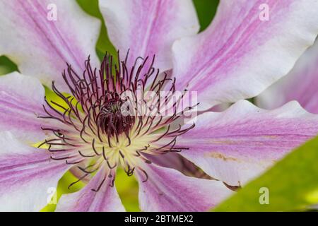 Clematis 'Nelly Moser'. A large showy flower and one of the most popular varieties ever. Rose Cottage Garden. Stock Photo