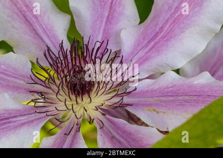 Clematis 'Nelly Moser'. A large showy flower and one of the most popular varieties ever. Rose Cottage Garden. Stock Photo