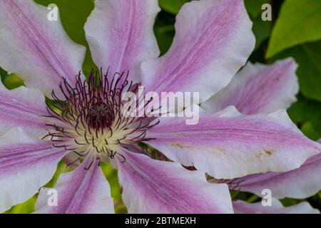 Clematis 'Nelly Moser'. A large showy flower and one of the most popular varieties ever. Rose Cottage Garden. Stock Photo