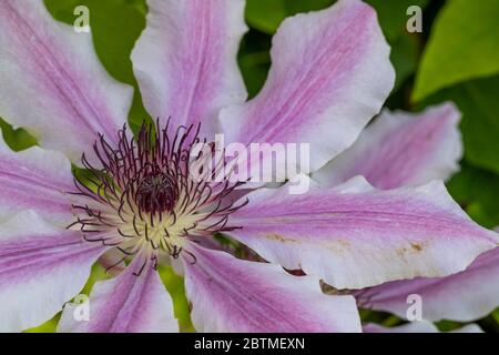 Clematis 'Nelly Moser'. A large showy flower and one of the most popular varieties ever. Rose Cottage Garden. Stock Photo