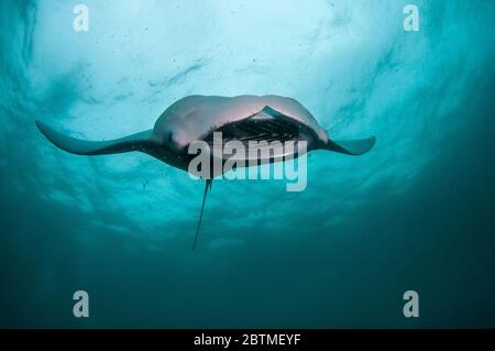 Manta ray feeding on copepods, Hanifaru Bay, Maldives. Stock Photo