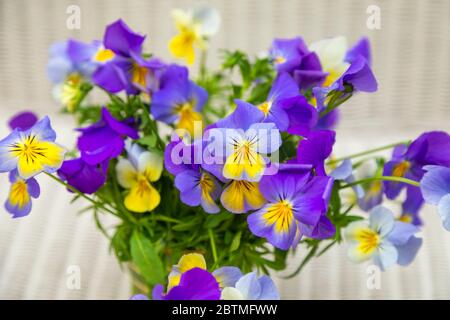 A flower arrangement of purple and yellow coloured violas in a glass pot against a light woven wicker background Stock Photo