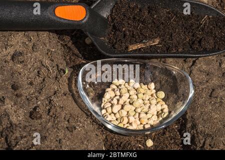 Spring gardening. Manual sowing of peas on the bed. Stock Photo