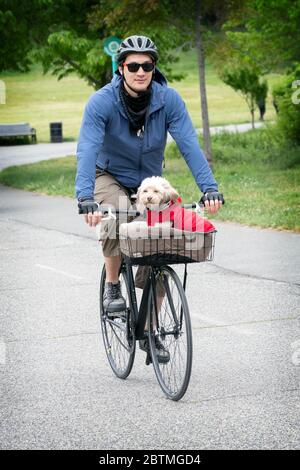An Asian American man, likely Korean, rides his bike with his pet dog onboard in a basket. In Little Bay Park, Whitestone, Queens, New York City. Stock Photo