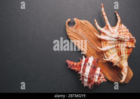 Sea shells on a dark background, flat lay Stock Photo