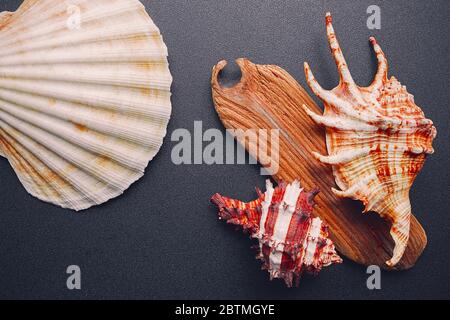 Sea shells on a dark background, flat lay Stock Photo