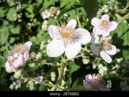 Himalayan blackberry or Rubus Armeniacus