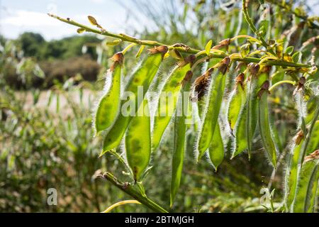 Seed pods or legumes of Cytisus scoparius or Scotch broom Stock Photo