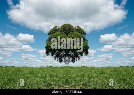 Solitary English Oak Tree with a Twist Stock Photo - Alamy